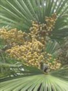 Saw Palmetto Extract